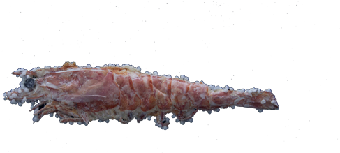 Sugata-yaki(shrimp Grilled Live)