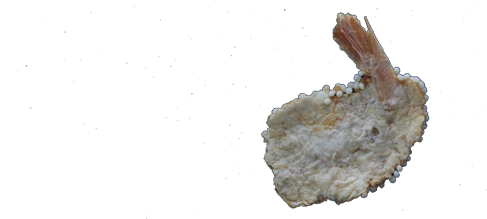 Iso-yaki (Grilled Whole Shrimp)